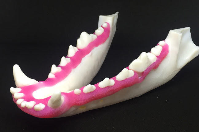 Canine Dental Model