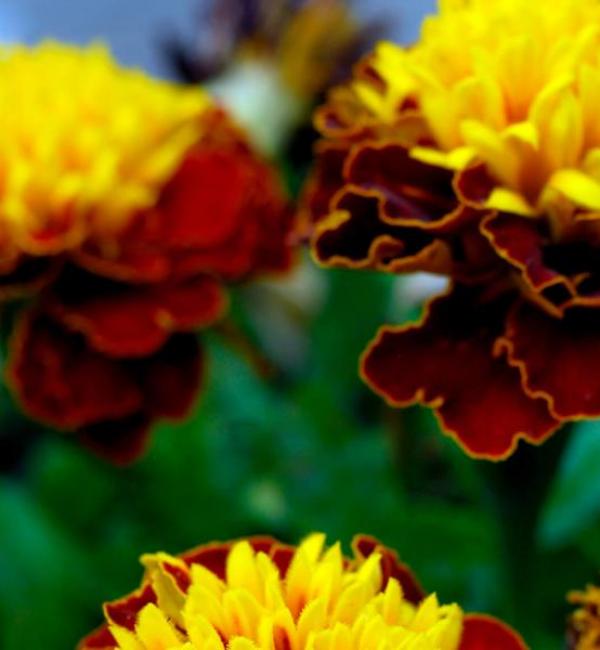 Maroon and gold chysanthemums