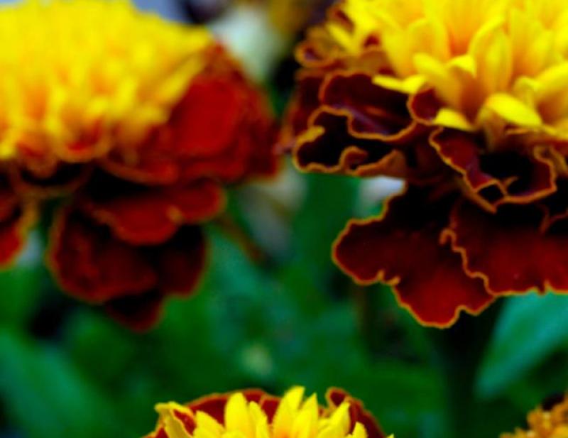 Maroon and gold chysanthemums